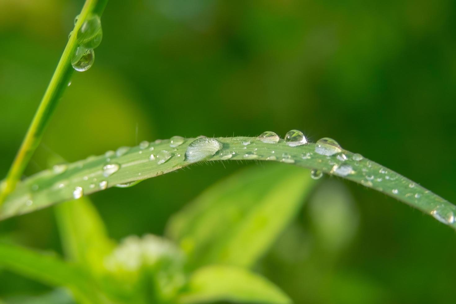 close-up photo of morning dew on leaves, natural water drops for background