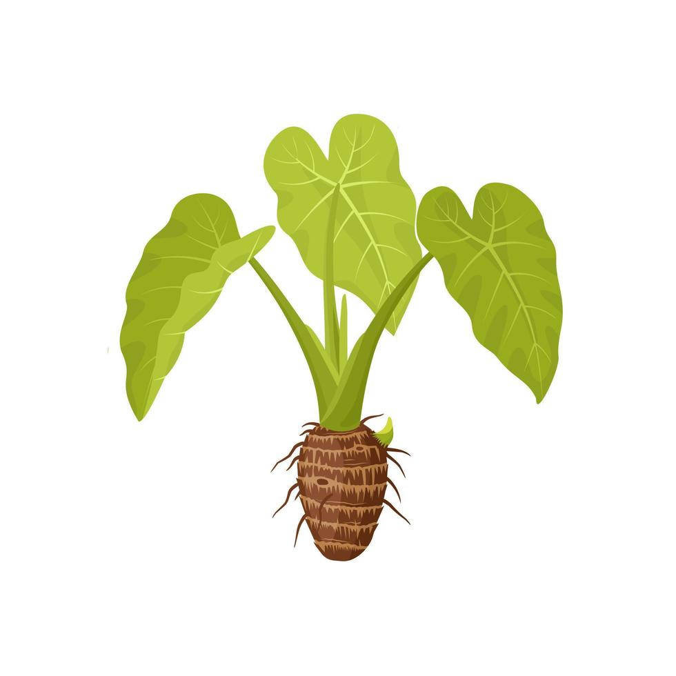 ilustración vectorial de una planta de taro o colocasia esculenta, aislada en un fondo blanco. vector