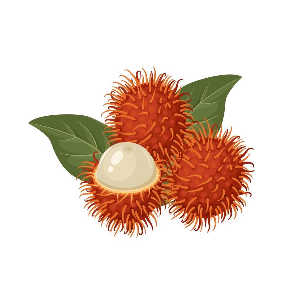 Vector illustration, rambutan fruit bunch, scientific name Nephelium lappaceum, isolated on white background.