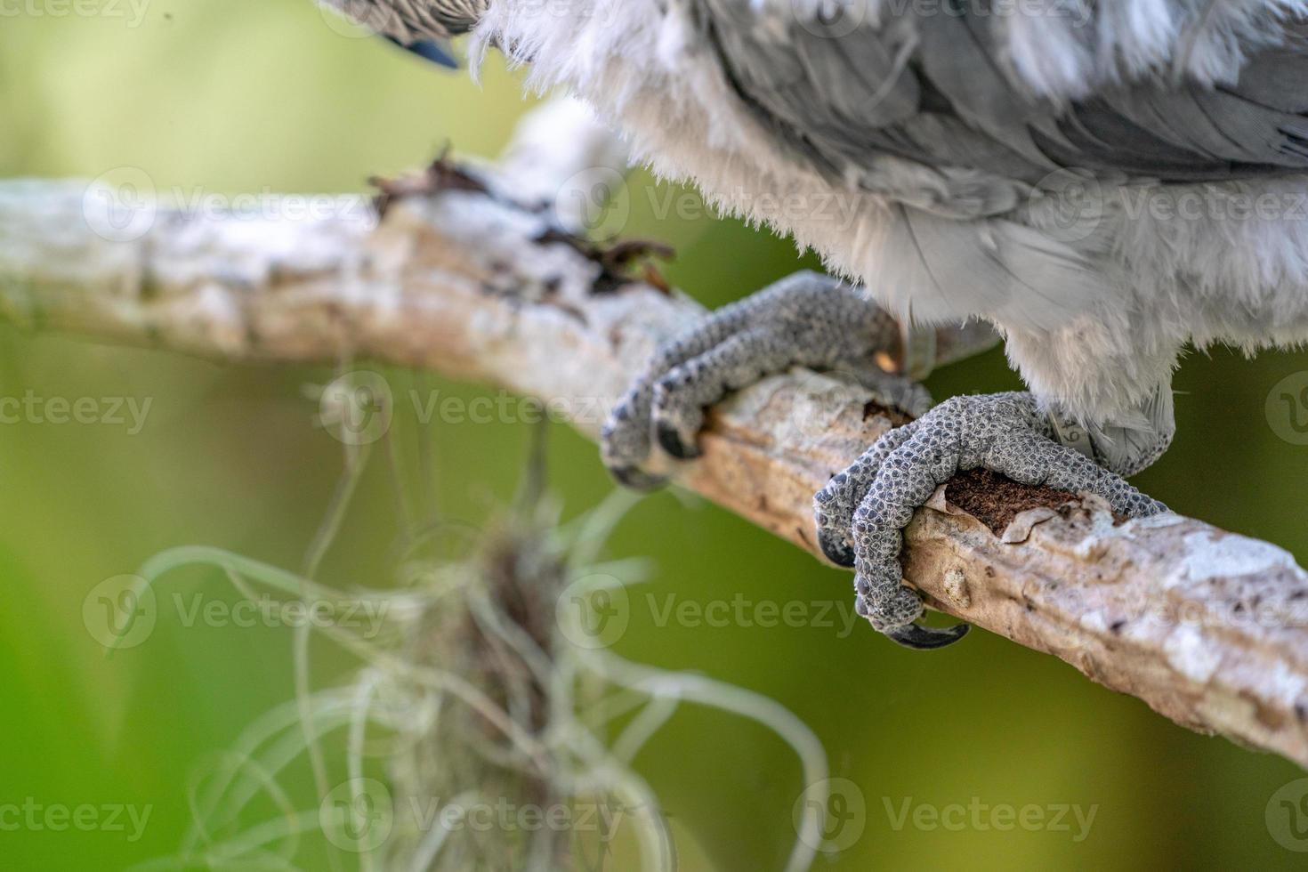 Close up Baby African grey parrot leg with the silver circle ring. photo