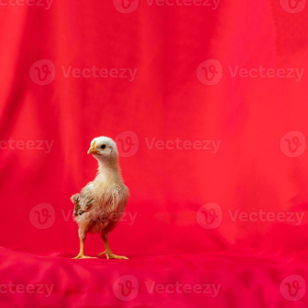 baby rhode island red se para y posa sobre fondo de tela roja. foto