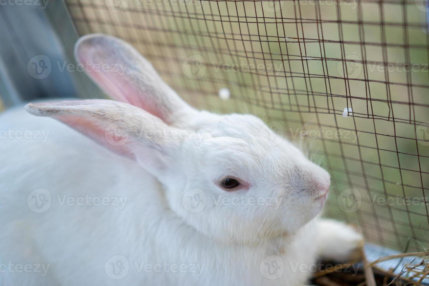 el conejo blanco se sienta en la jaula en el campo al aire libre. foto