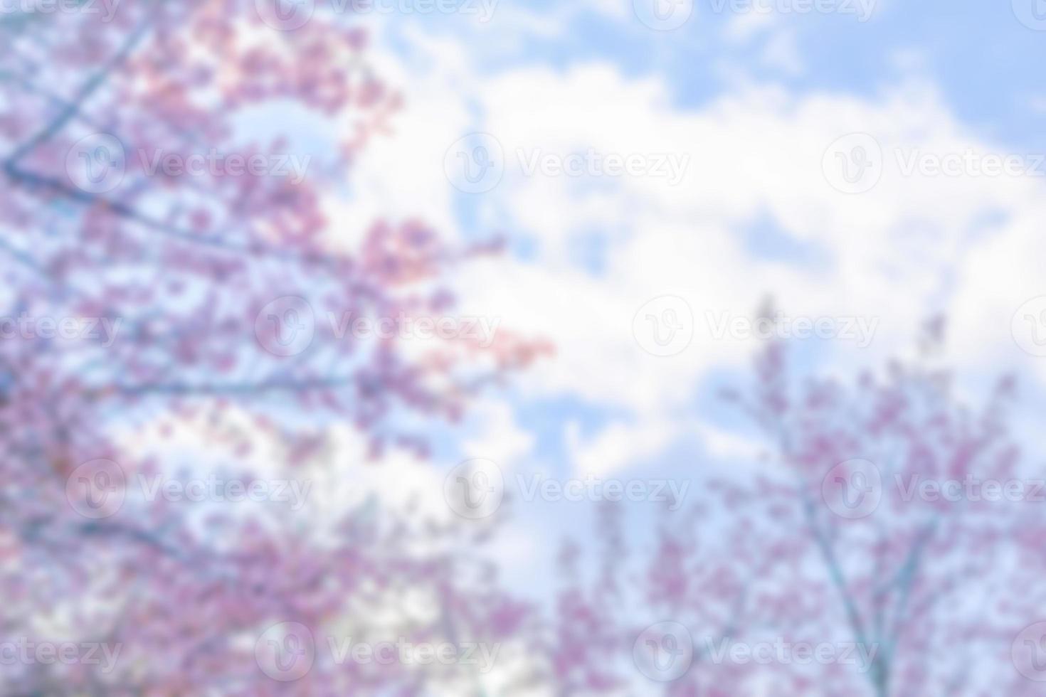blurry Wild Himalayan Cherry or Prenus Cerasoides, call Nang Phaya Suar Klong tree the pink flower blossom full bloom on all of the tree look like a sakura., Thailand. photo