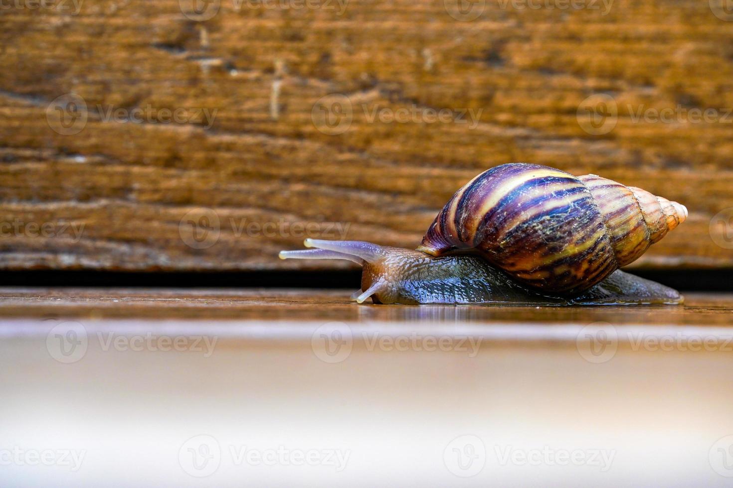 Close up little brown snail is slowly moving on the wooden plate photo