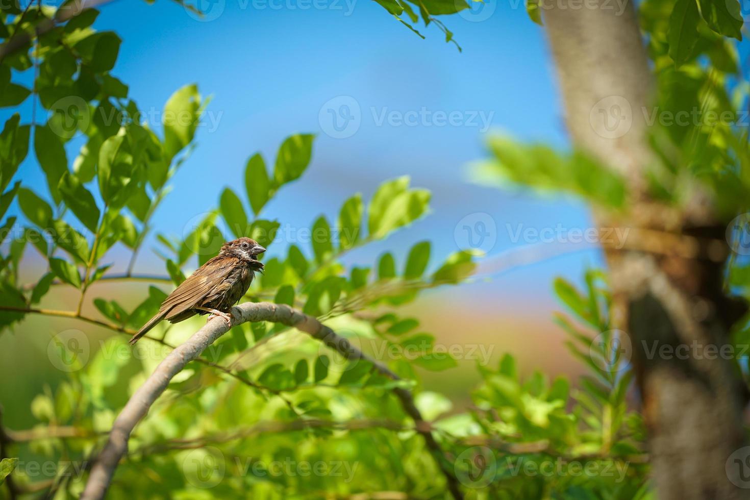 wet lonely sparrow in the summer and warm weather hang on to tree branch with blur orange sky background. photo