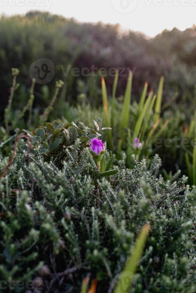South African Fynbos photo