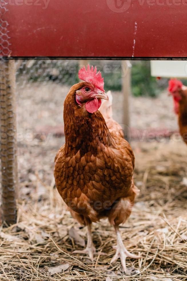 Backyard Egg Chickens photo