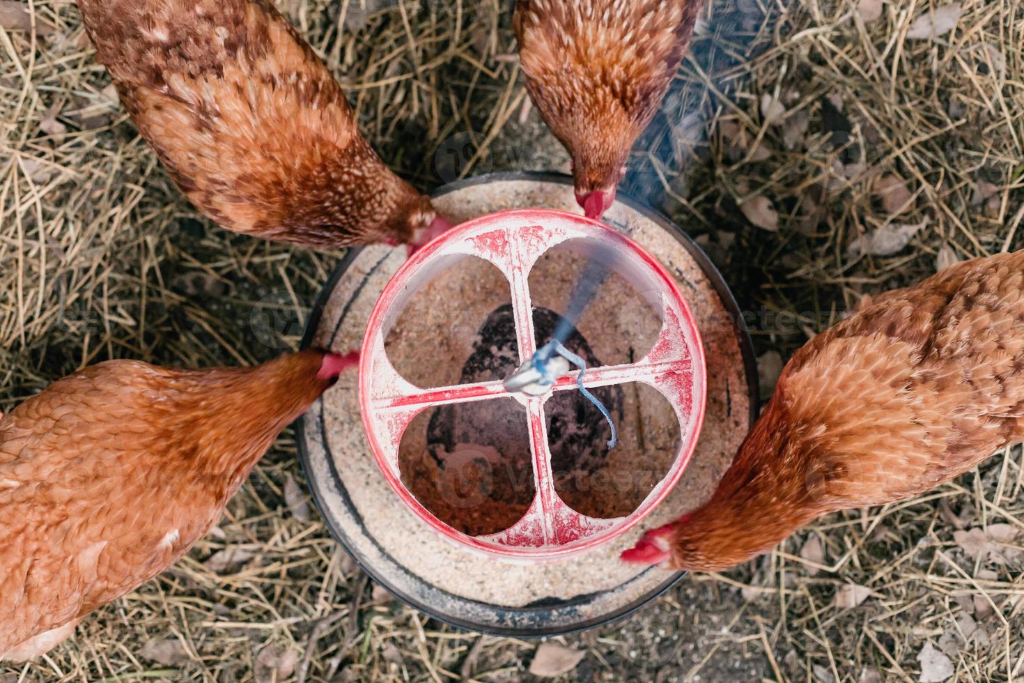 Backyard Egg Chickens photo