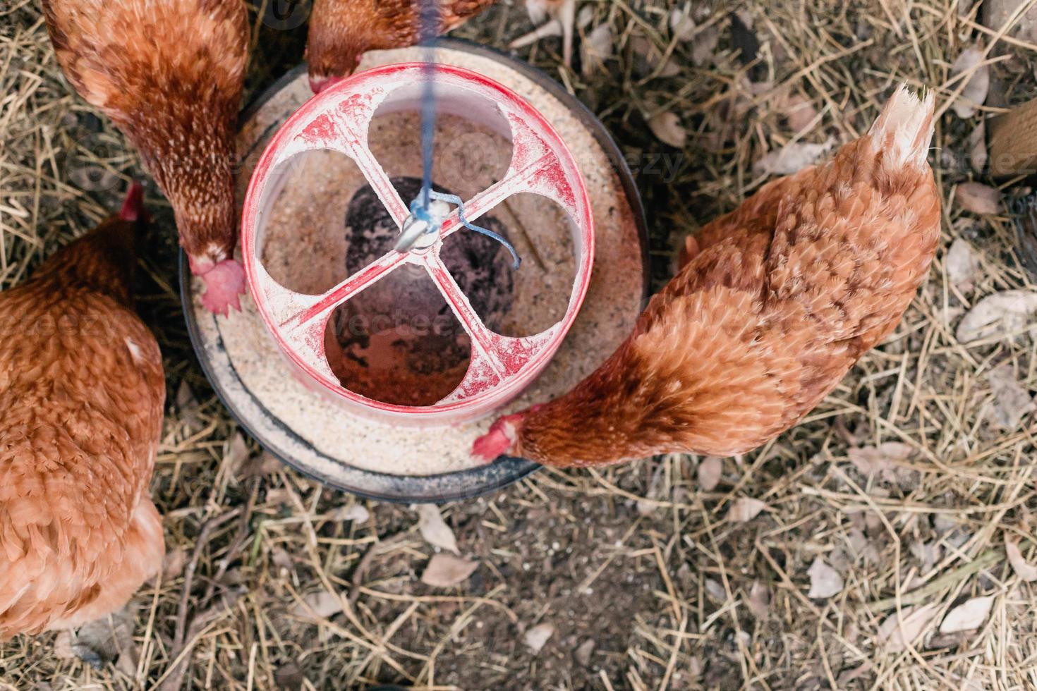 Backyard Egg Chickens photo