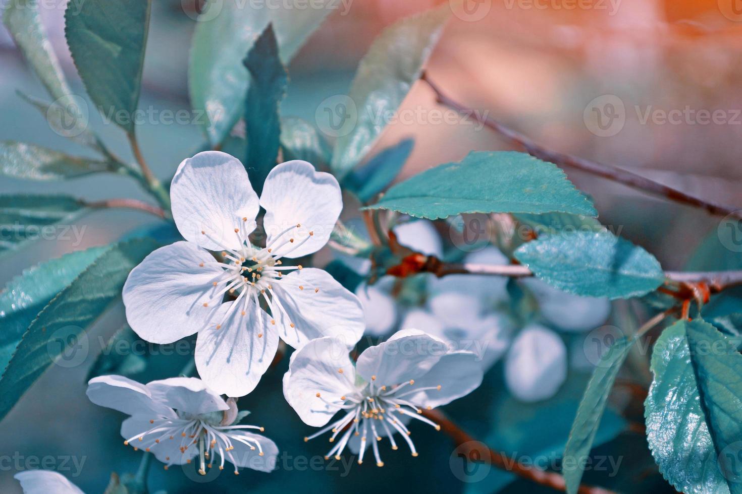 Blossoming branch cherry. Bright colorful spring flowers photo