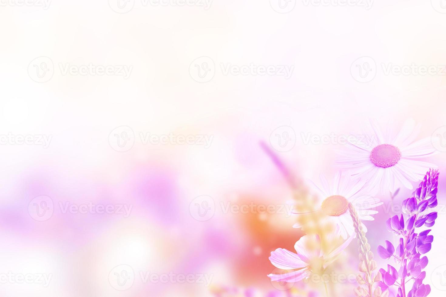 White bright daisy flowers on a background of the summer landscape. photo