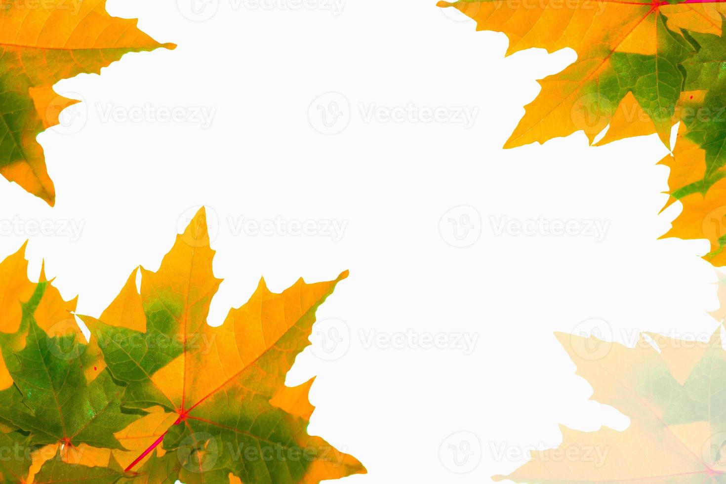 Bright colorful autumn leaves. nature photo