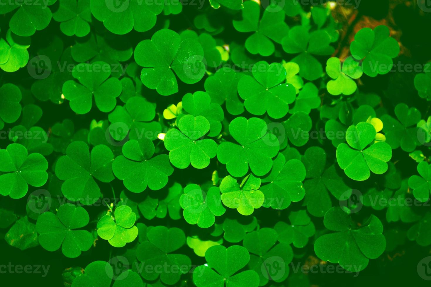 Green clover leaves on a background summer landscape. St.Patrick 's Day photo