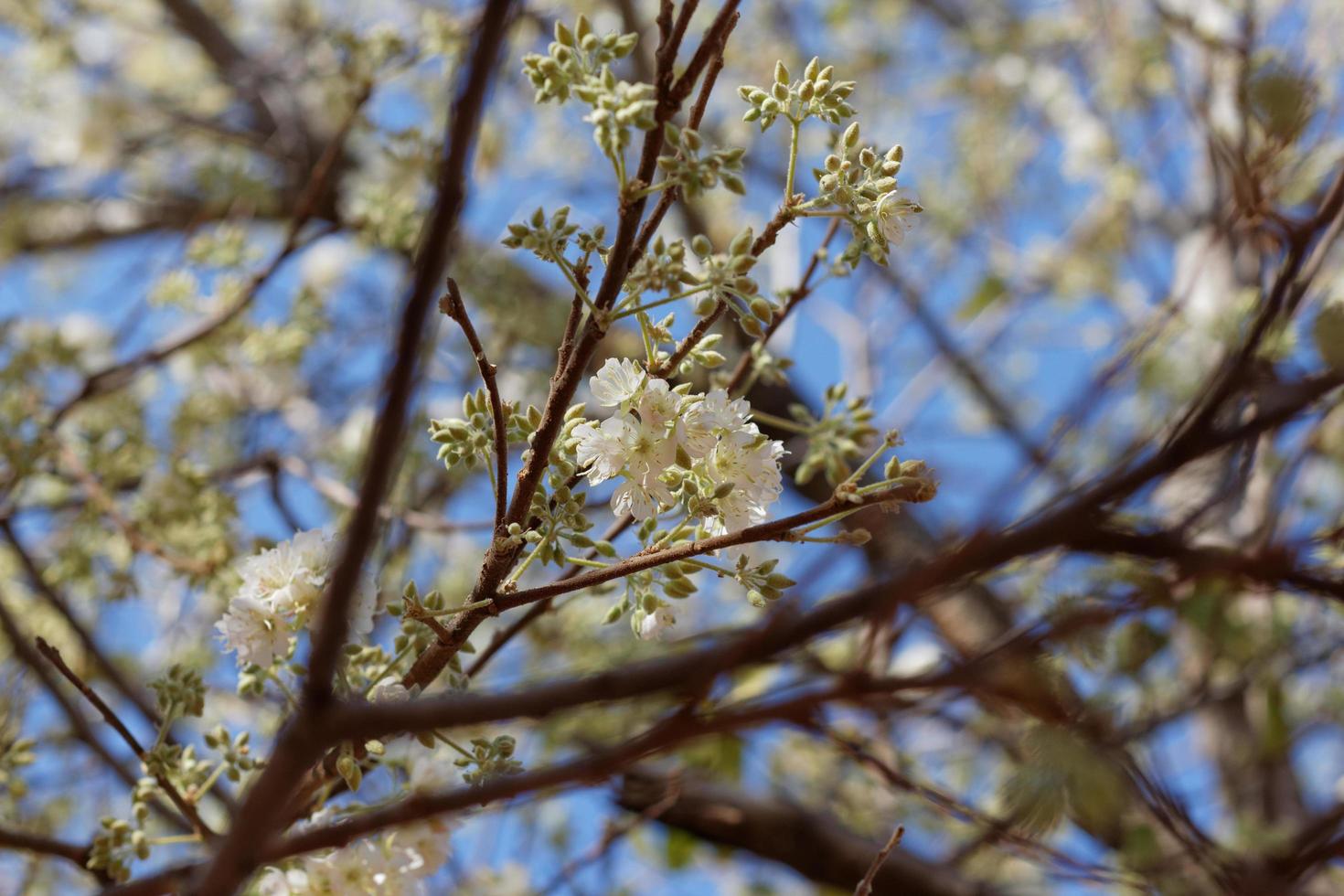 African Wild Pear photo