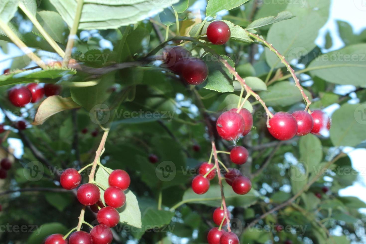 Ripe cherries on cherry tree photo