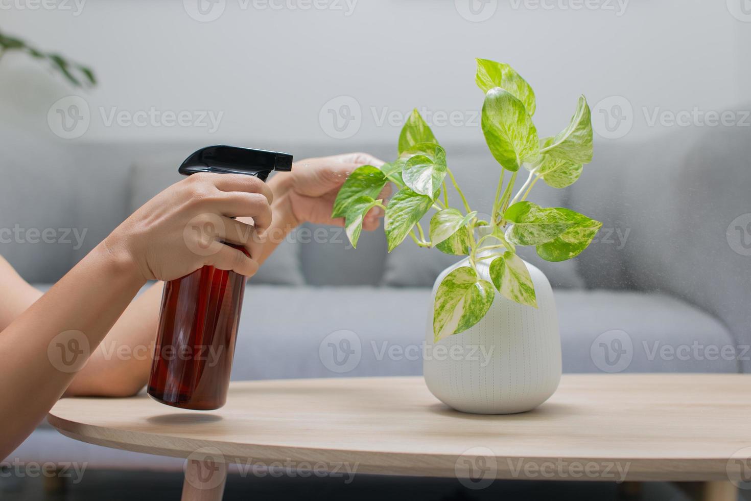 Woman hand spraying leaves of golden pothos with liquid fertilizer photo