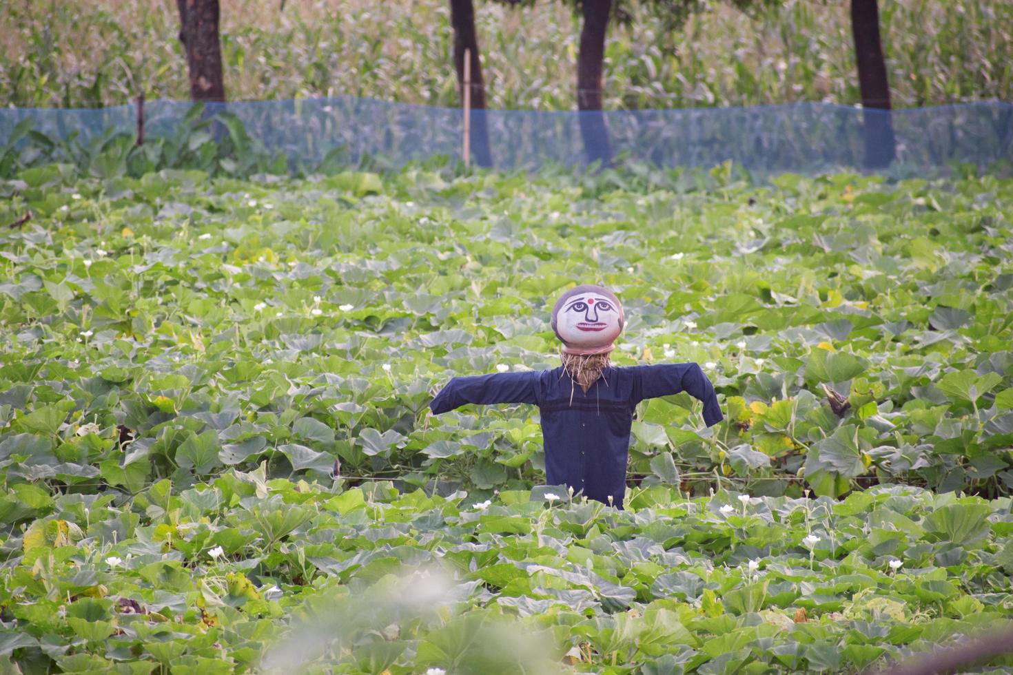 Scarecrow in Bnagladesh. photo