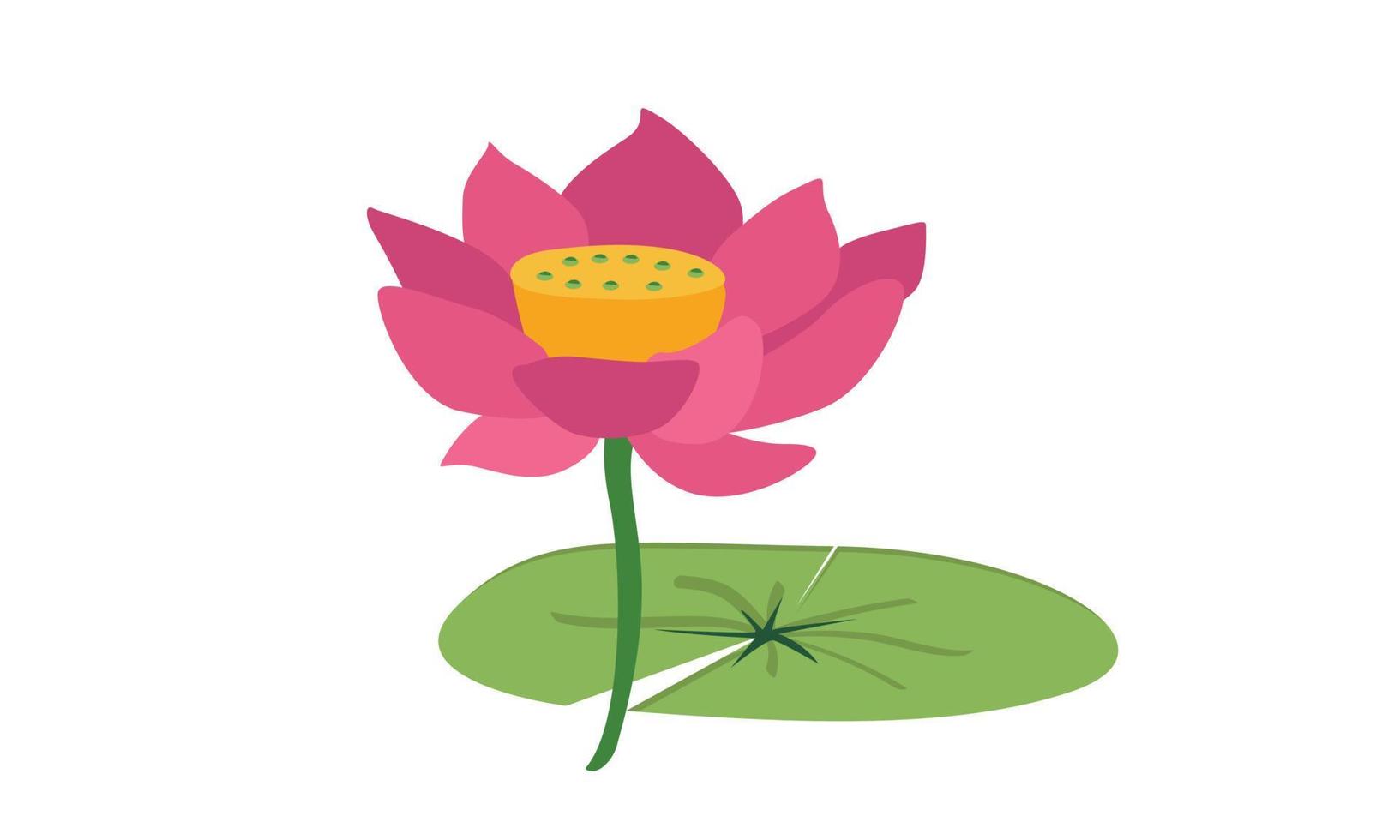 Pink lotus on green leaf clipart. Lotus flower and leaf vector design. Simple cute lotus cartoon style illustration isolated on white. Water lily flower plant drawing flat style. Moon Festival concept