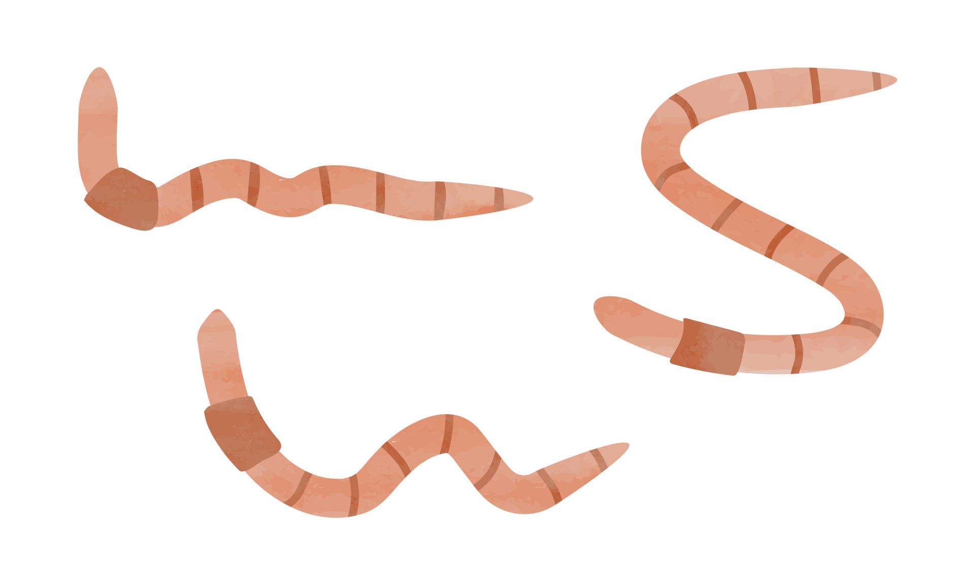 Simple earthworm watercolor hand drawn painting isolated on white