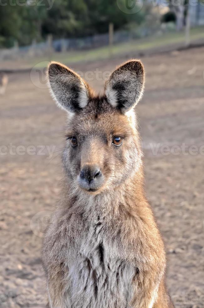 Portrait of Australian brown Kangaroo photo