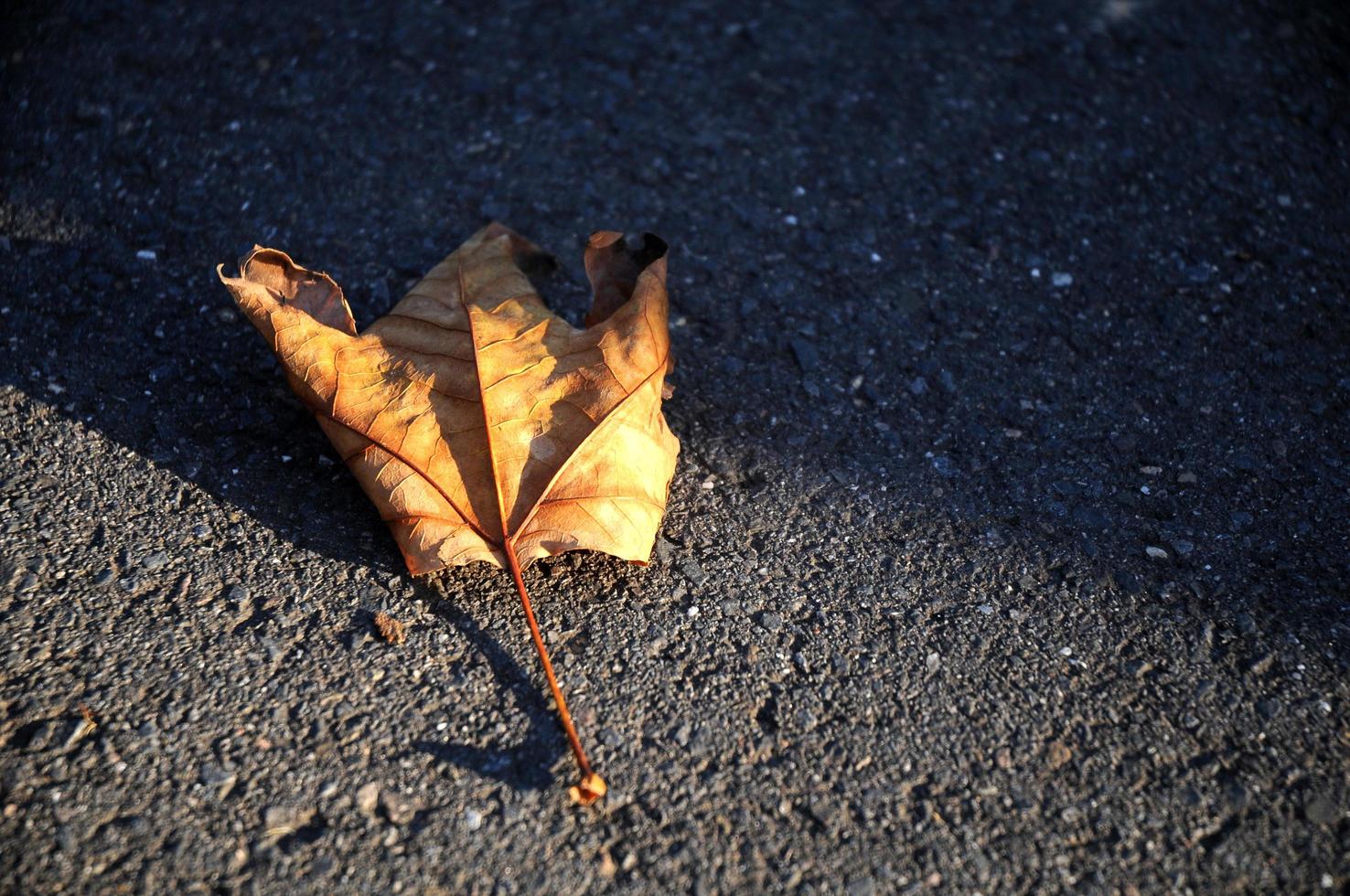 hoja de arce dorada tumbada en la carretera asfaltada foto