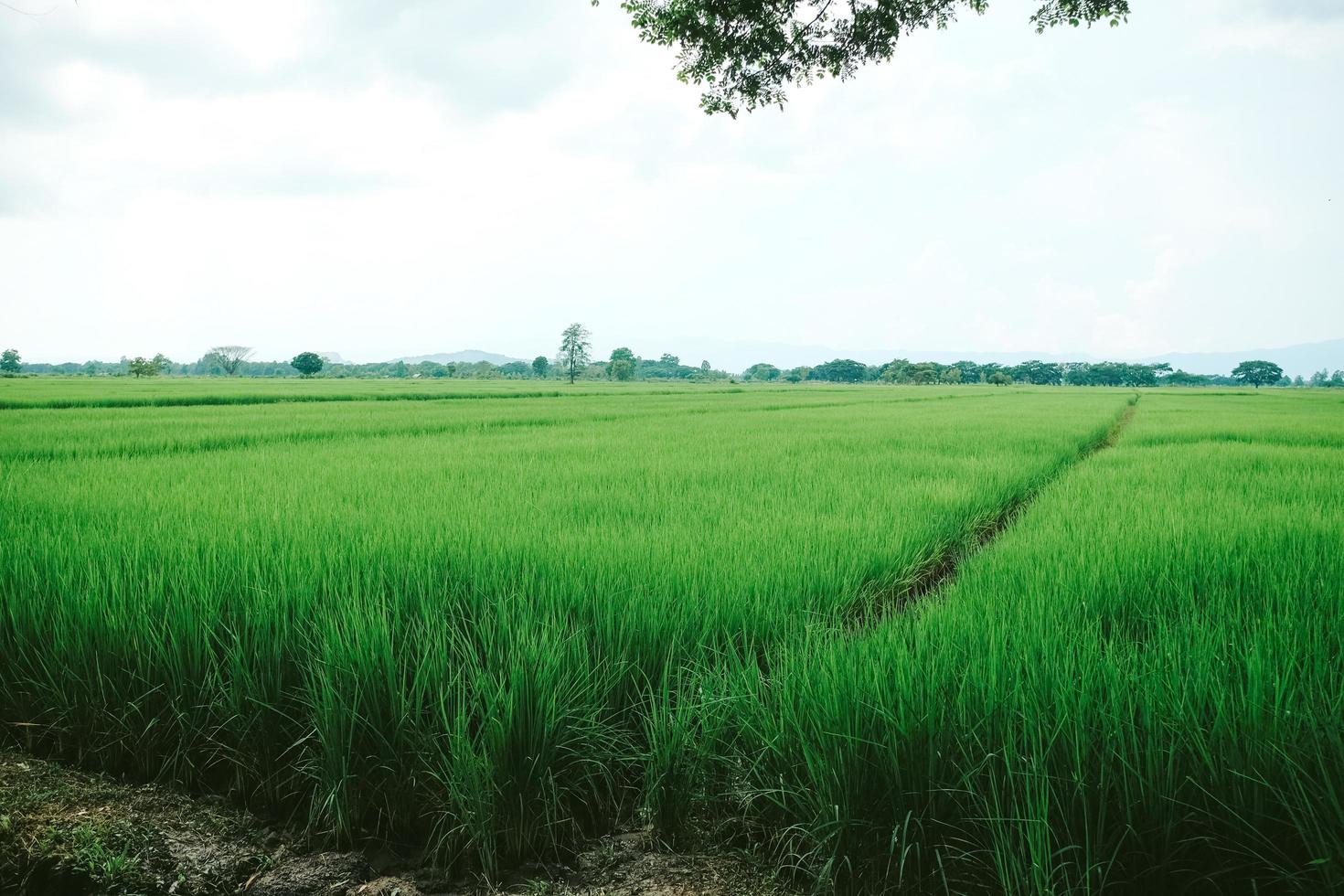 campo de arroz jasmime en tailandia. cultivo de arroz en temporada de cosecha. agricultura en el campo de tailandia. foto