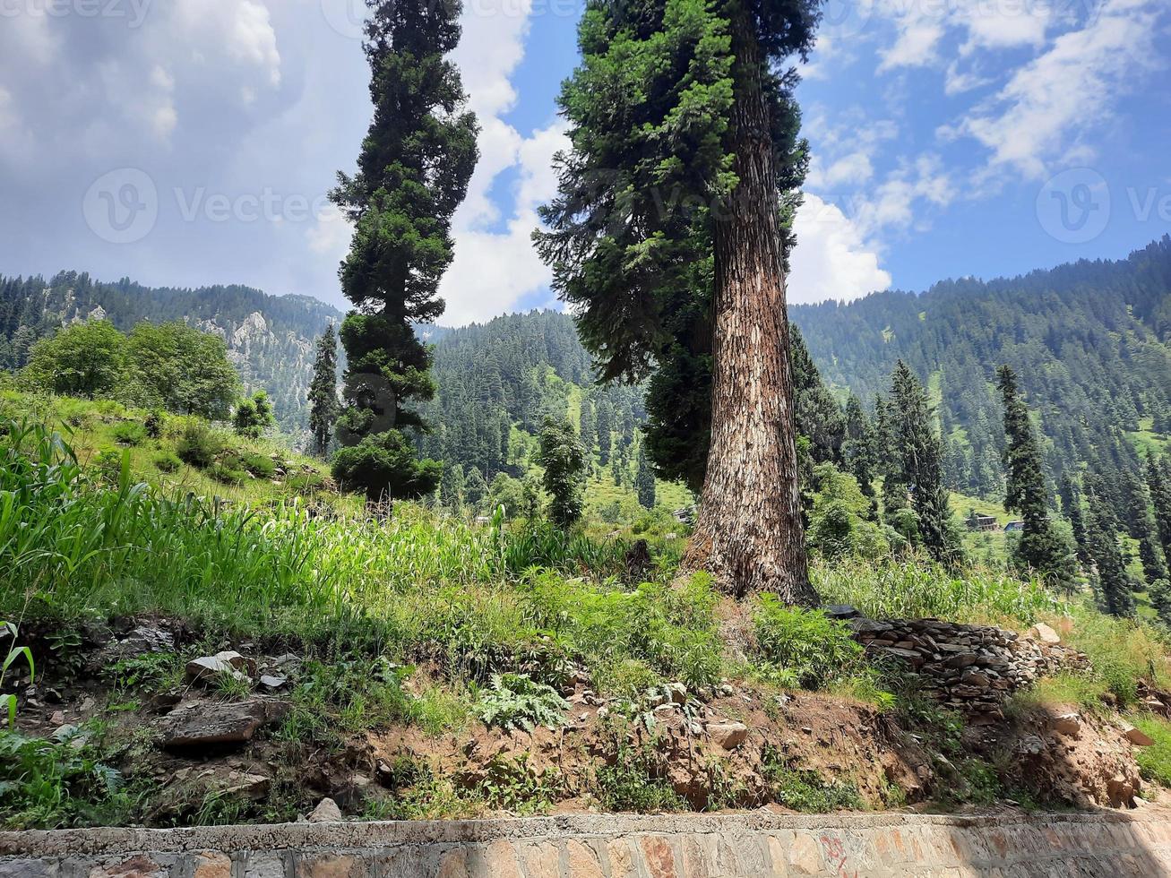 Kashmir is the most beautiful region in the world which is famous for its green valleys, beautiful trees, high mountains and flowing springs. photo