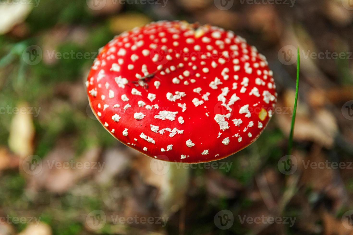 Toxic and hallucinogen mushroom Fly Agaric in grass on autumn forest background. Red poisonous Amanita Muscaria fungus macro close up in natural environment. Inspirational natural fall landscape. photo