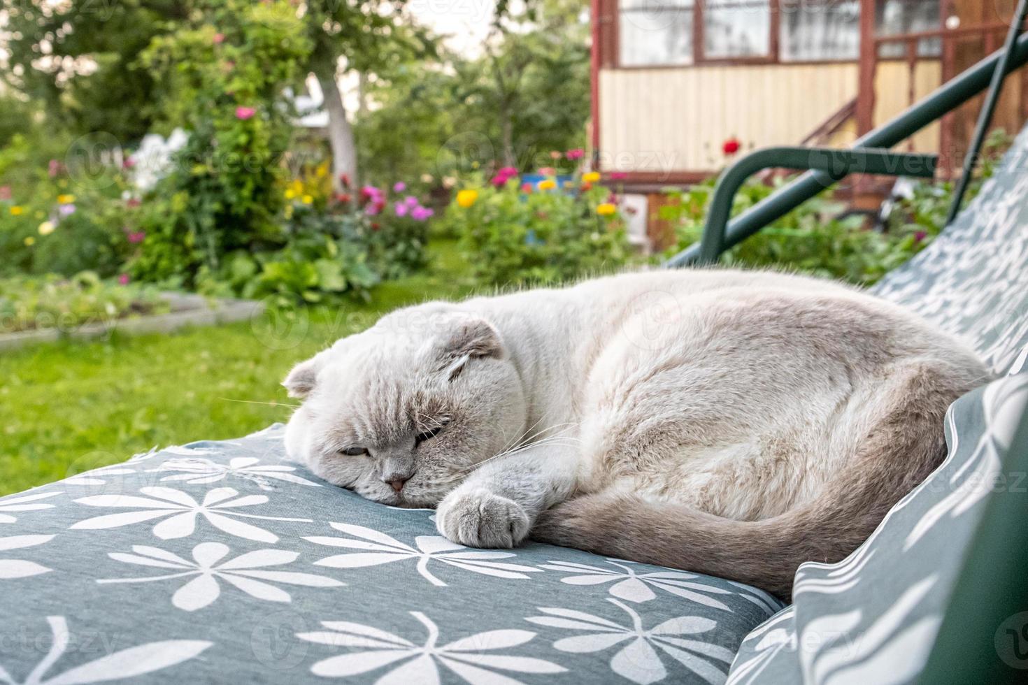 gracioso gato británico blanco doméstico de pelo corto durmiendo en un sofá columpio de jardín. gatito descansando y relájese al sol al aire libre en el patio trasero el día de verano. cuidado de mascotas y concepto de animales. foto