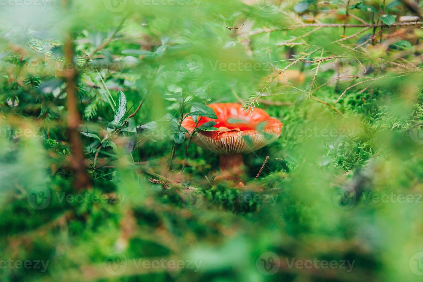 Edible small mushroom Russula with red russet cap in moss autumn forest background. Fungus in the natural environment. Big mushroom macro close up. Inspirational natural summer or fall landscape. photo