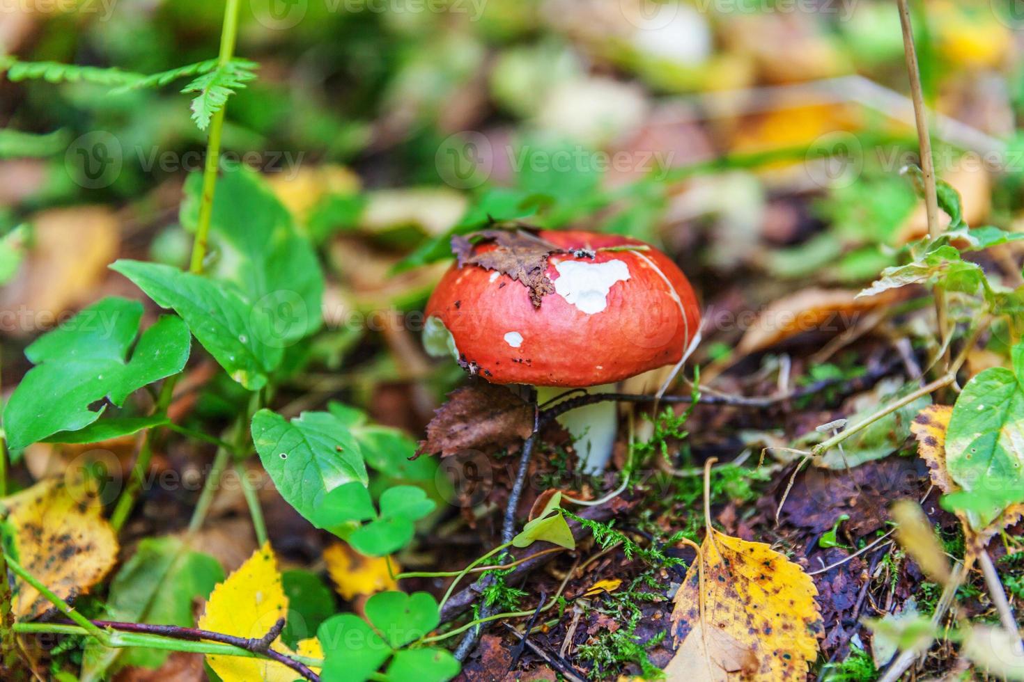 Edible small mushroom Russula with red russet cap in moss autumn forest background. Fungus in the natural environment. Big mushroom macro close up. Inspirational natural summer or fall landscape. photo