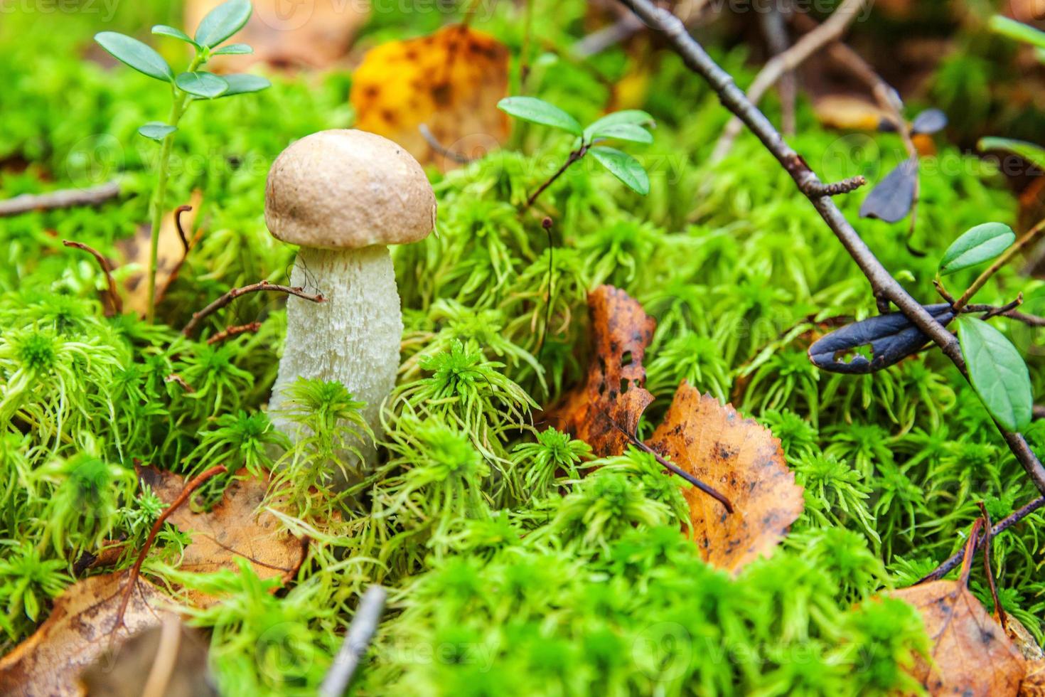 Edible small mushroom with brown cap Penny Bun leccinum in moss autumn forest background. Fungus in the natural environment. Big mushroom macro close up. Inspirational natural summer or fall landscape photo