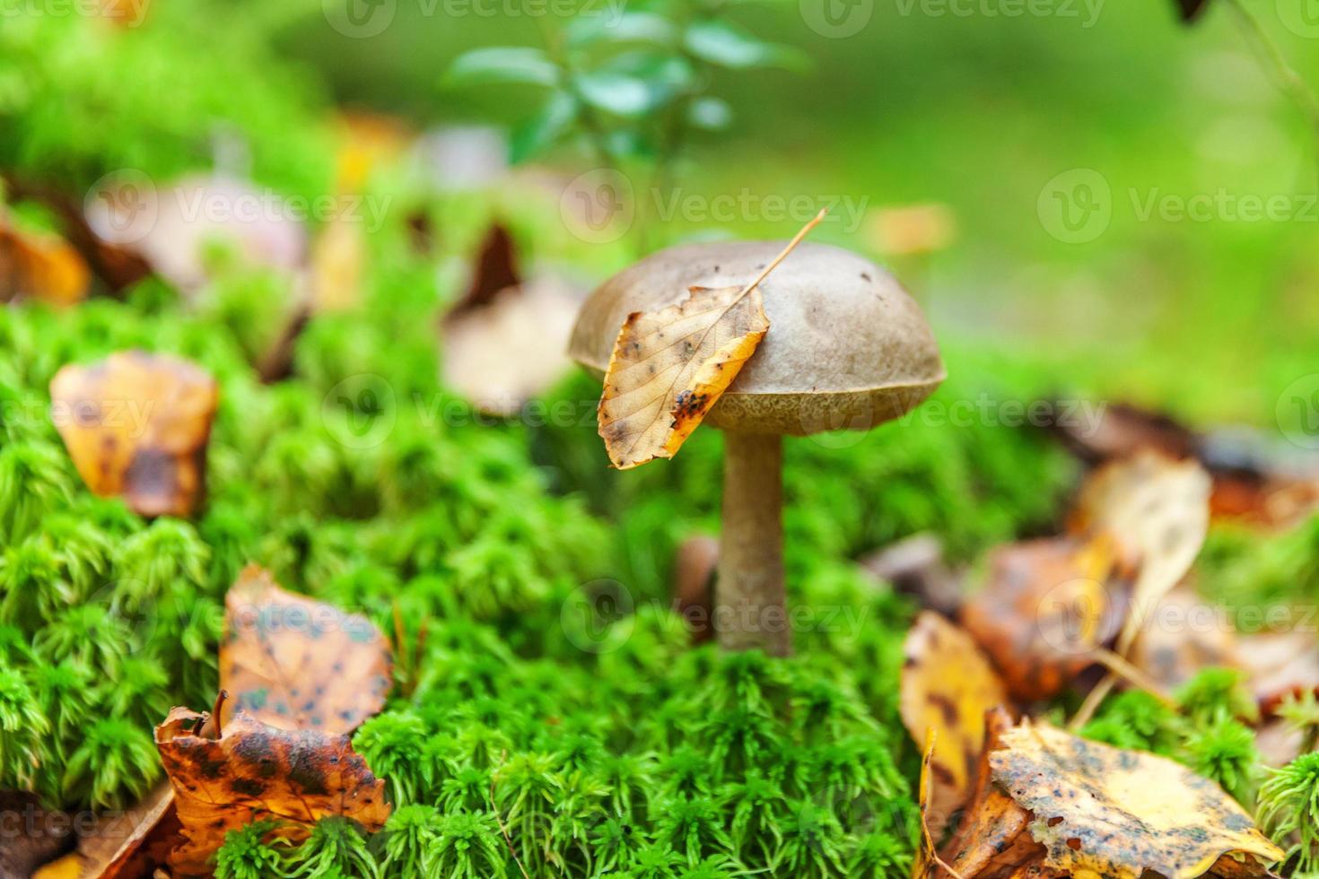 Edible small mushroom with brown cap Penny Bun leccinum in moss autumn forest background. Fungus in the natural environment. Big mushroom macro close up. Inspirational natural summer fall landscape photo