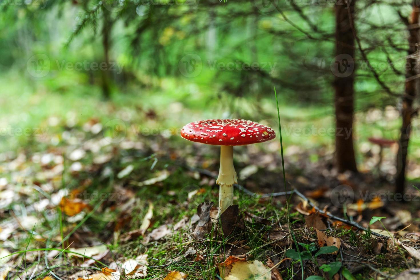 Toxic and hallucinogen mushroom Fly Agaric in grass on autumn forest background. Red poisonous Amanita Muscaria fungus macro close up in natural environment. Inspirational natural fall landscape. photo