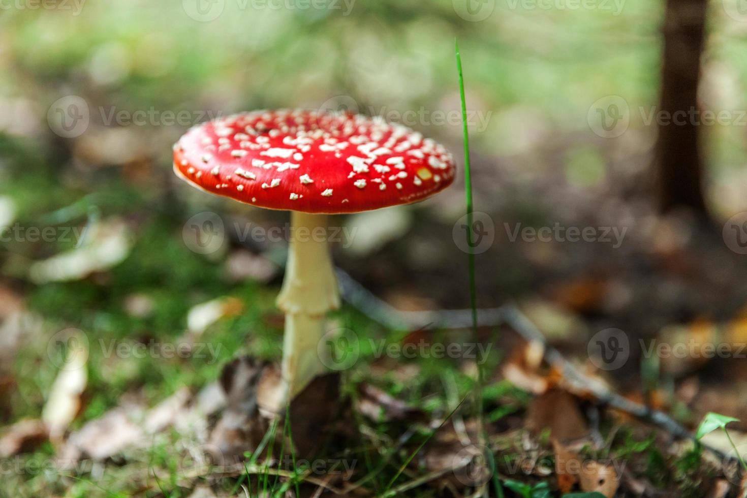 Toxic and hallucinogen mushroom Fly Agaric in grass on autumn forest background. Red poisonous Amanita Muscaria fungus macro close up in natural environment. Inspirational natural fall landscape. photo