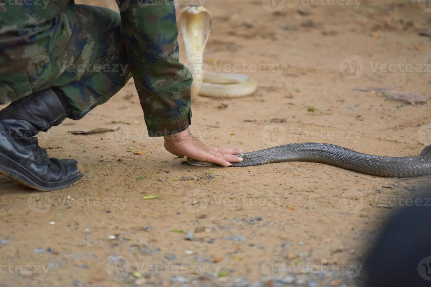 a man catch snake photo