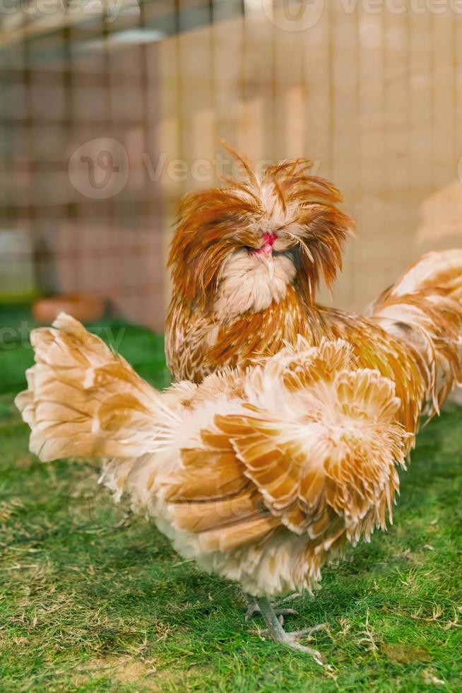 Polish Chicken in cage photo