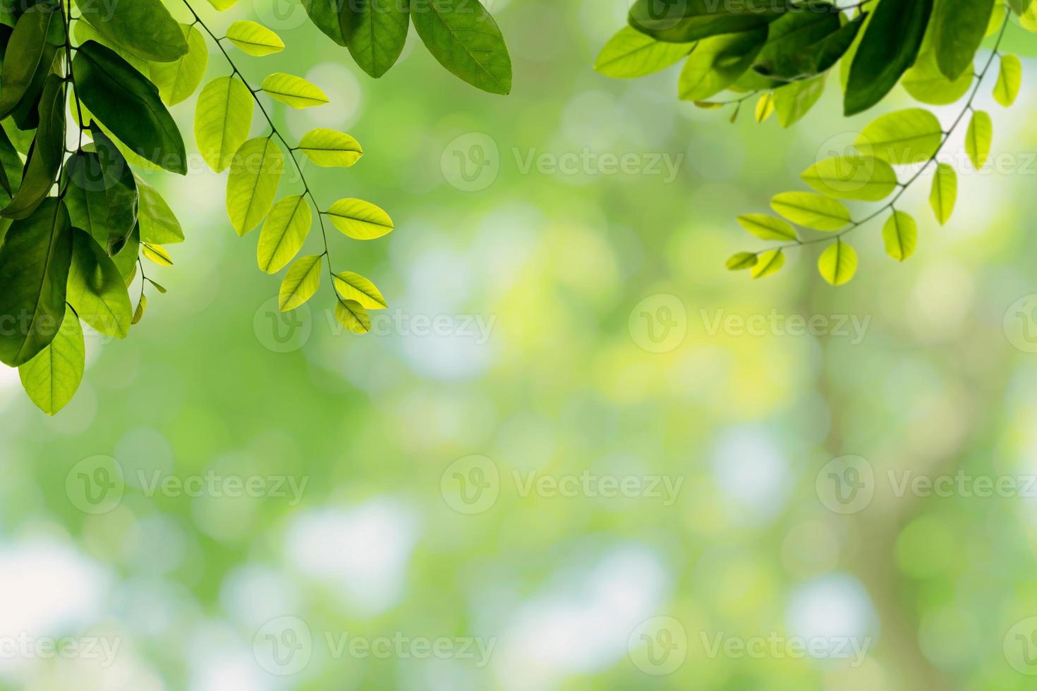 Green leaves pattern for summer or spring season concept,leaf with bokeh textured background photo