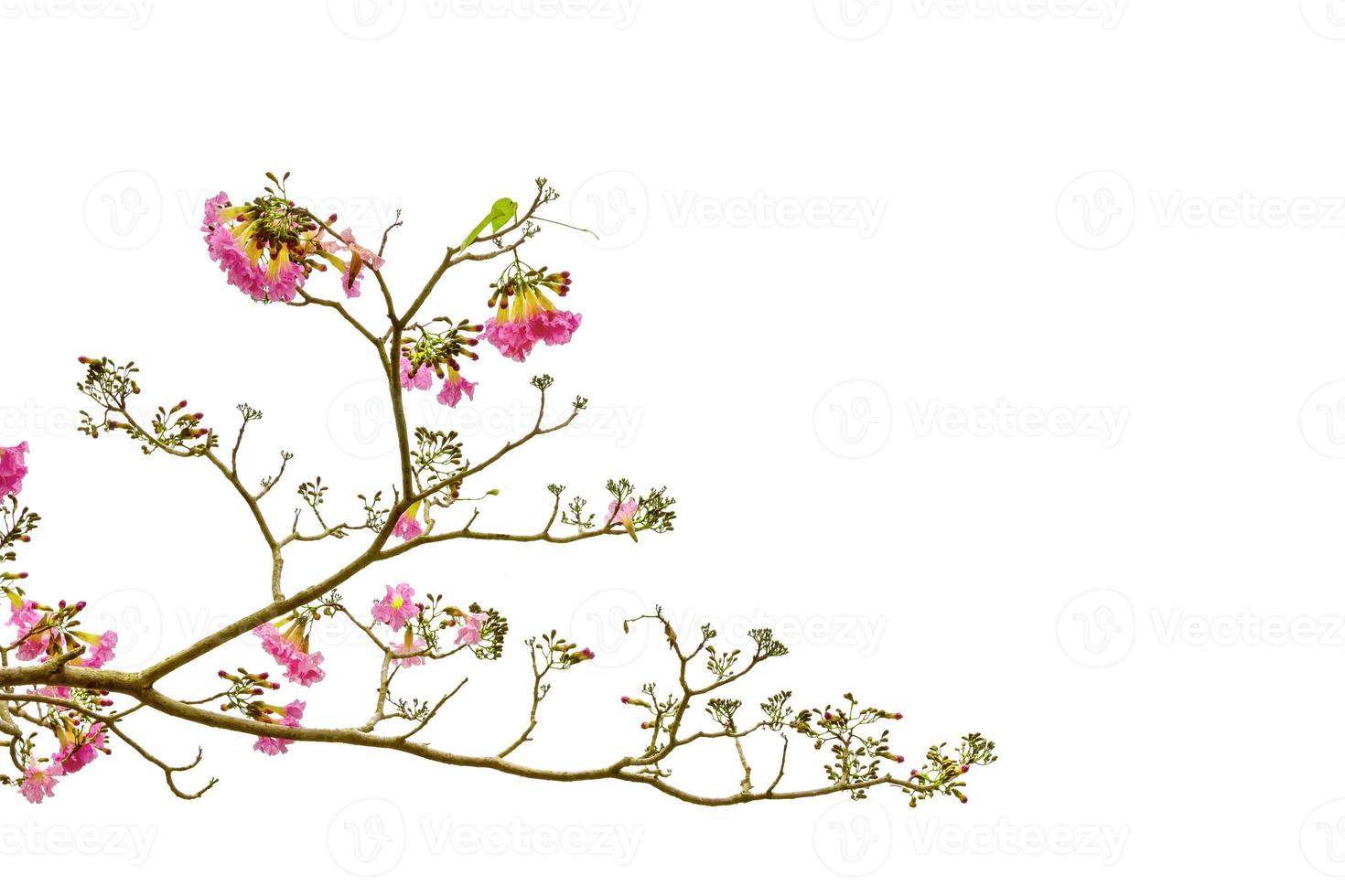 Pink trumpet tree or Tabebuia rosea isolated on white background photo