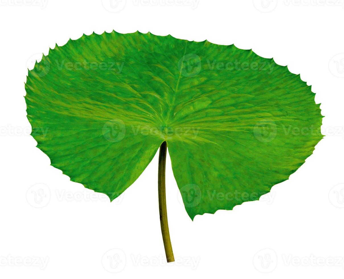 Green leaves pattern,leaf lotus isolated on white background photo