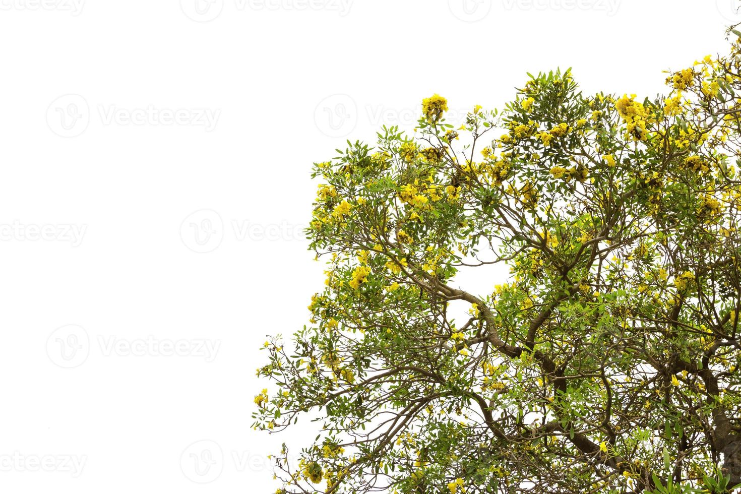 Árbol de trompeta de plata aislado sobre fondo blanco. foto