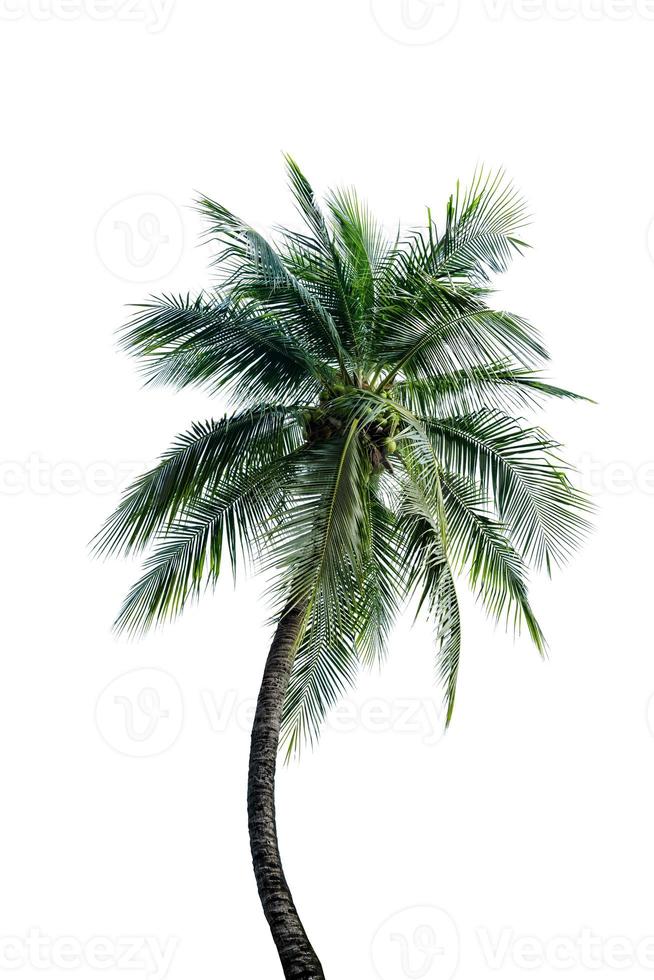 Green Leaves of palm,coconut tree bending isolated on white background photo