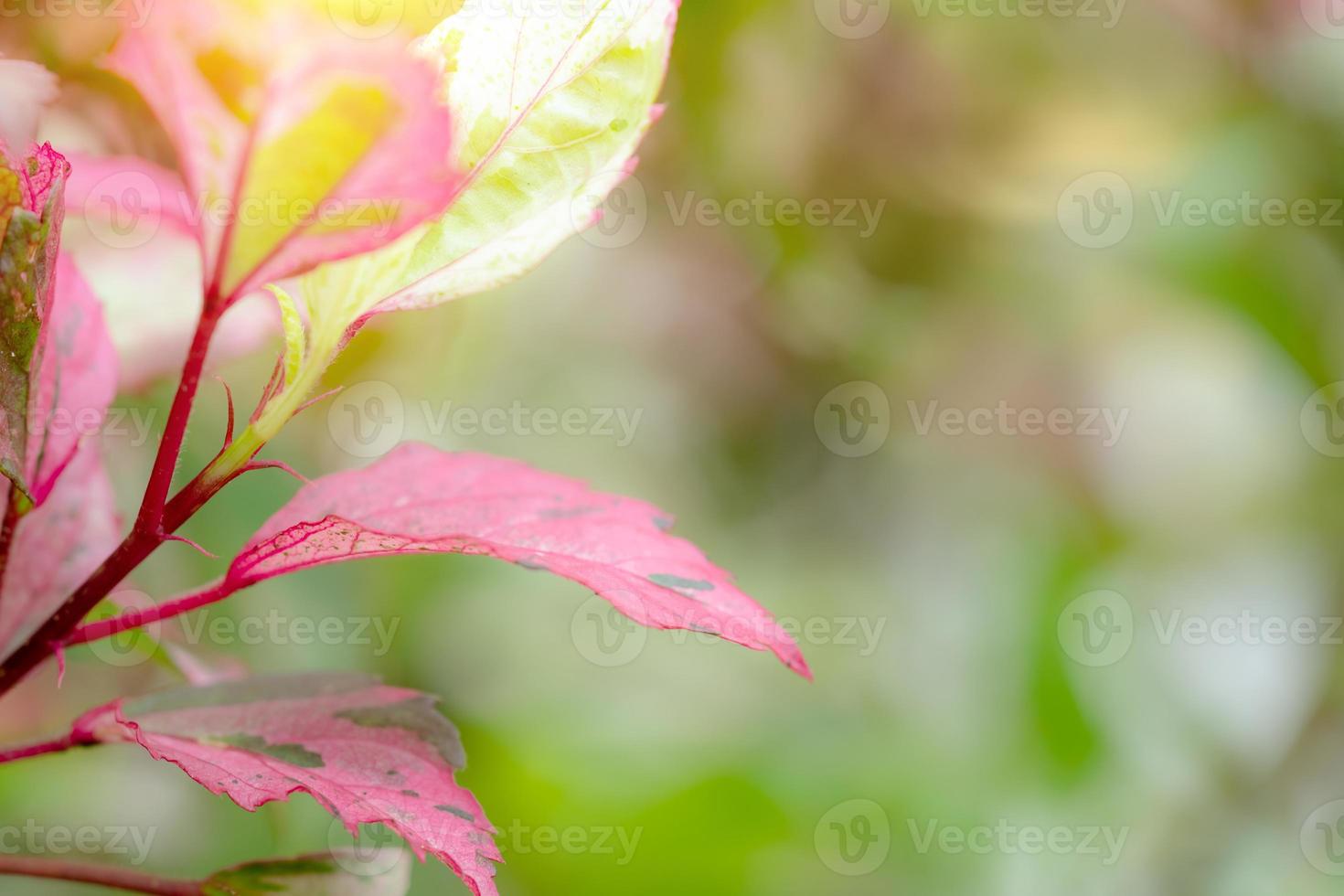 Green pink leaves pattern for summer or spring season concept,leaf blur textured,nature background photo