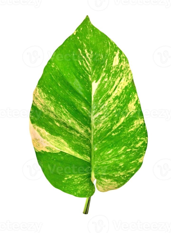 green leaves pattern of Epipremnum aureum foliage isolated on white background,leaf exotic tropical,include clipping path,Devil's ivy, Golden pothos photo