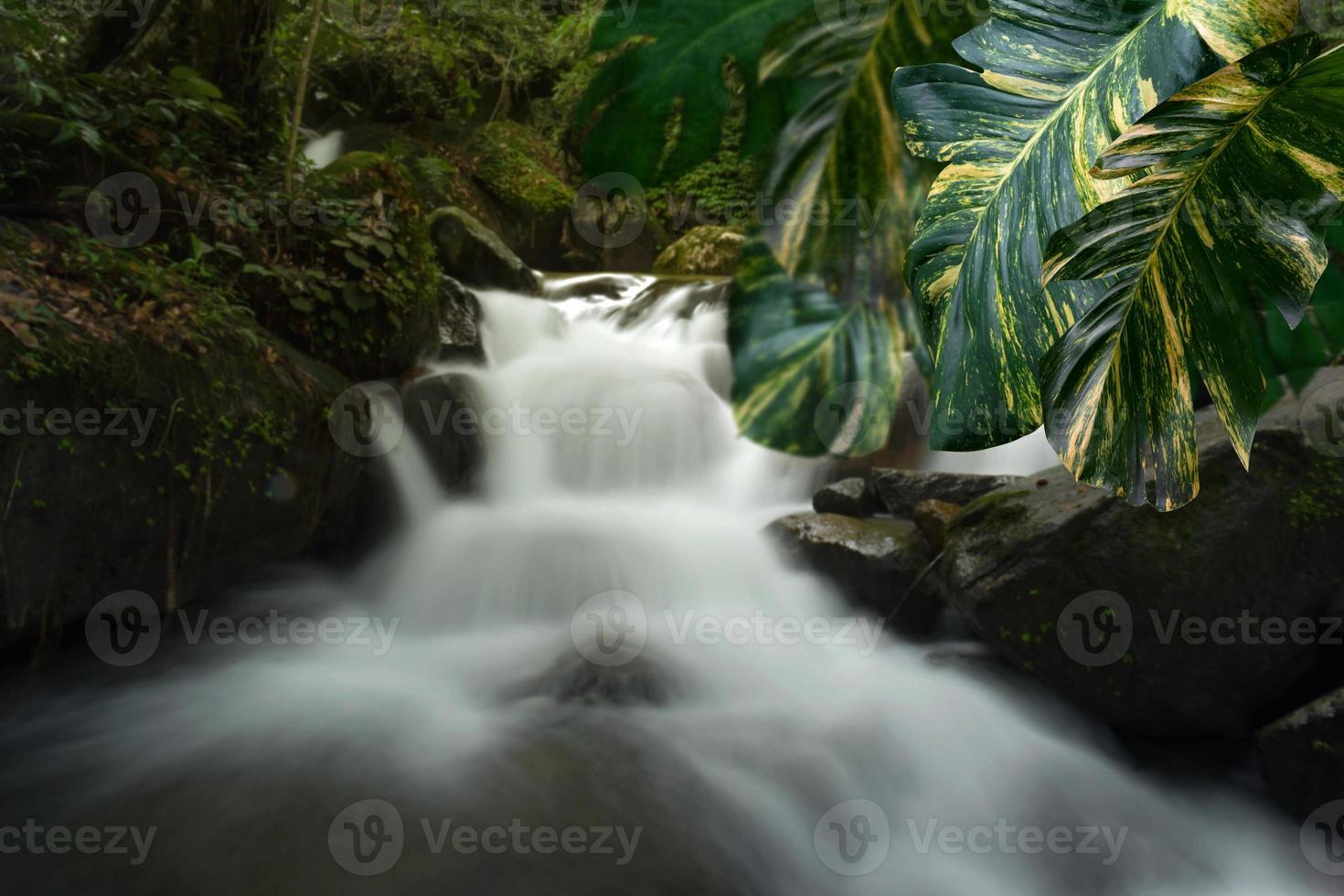 Green leaves pattern for nature concept,leaf of Epipremnum aureum with blur flowing water of mountain stream background photo