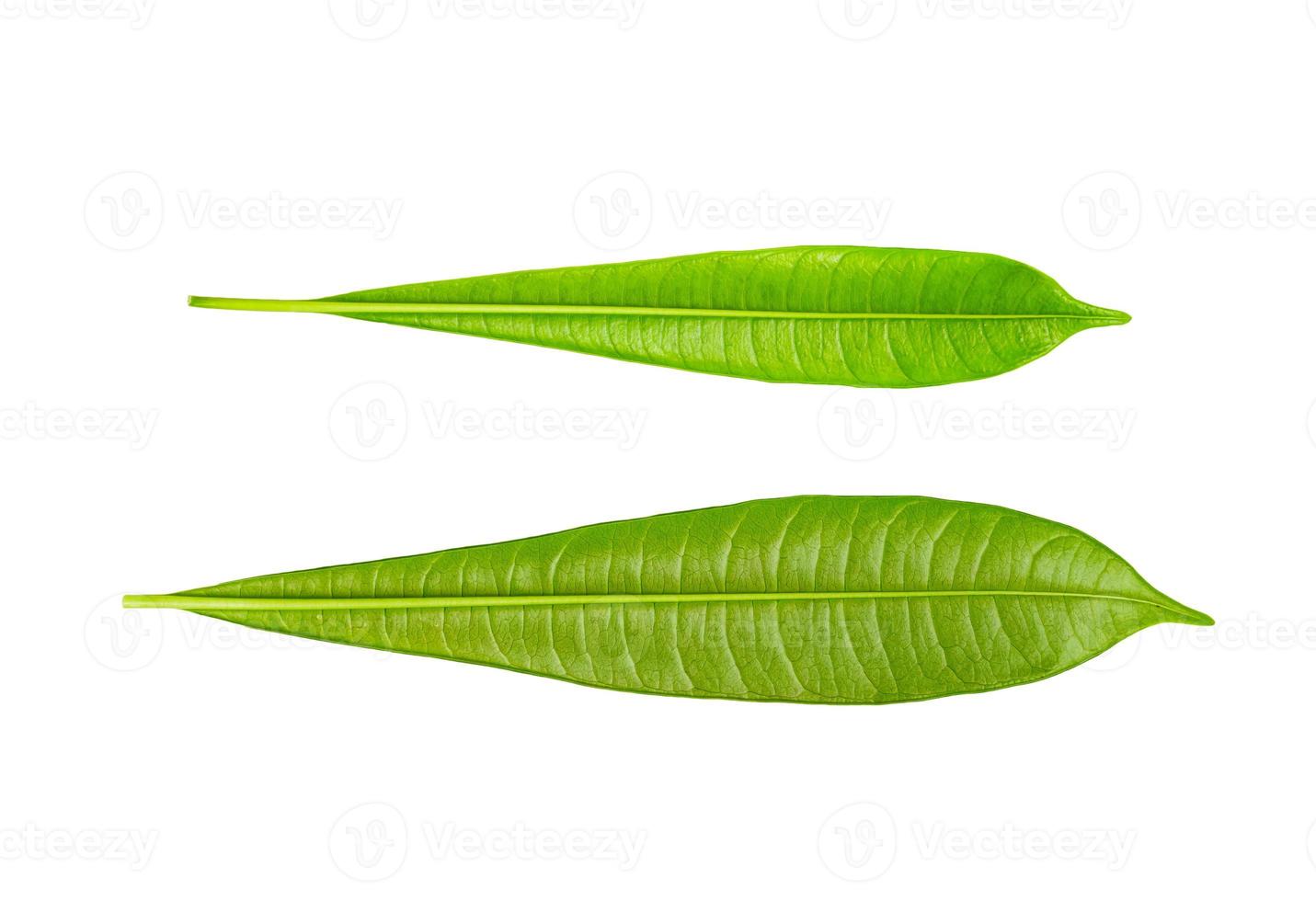Plumeria leaf isolated on white background,Green leaves pattern,back view photo