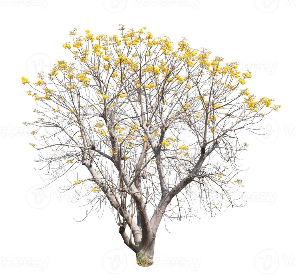 Cochlospermum regium flower isolated on white background,Yellow silk cotton tree, suphannika photo