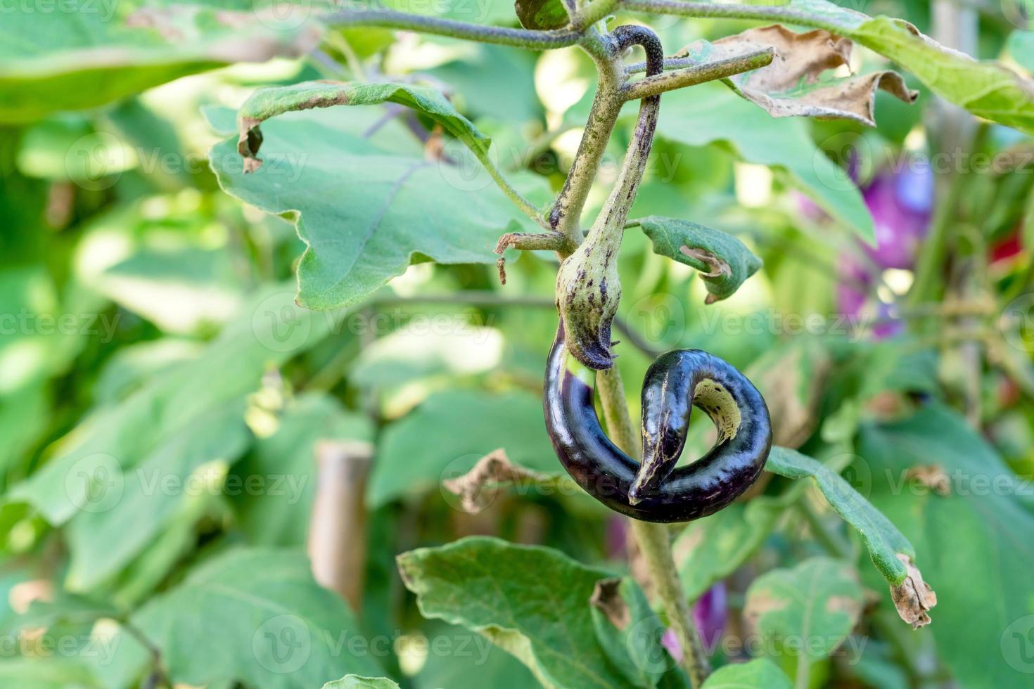 purple eggplant In the garden photo