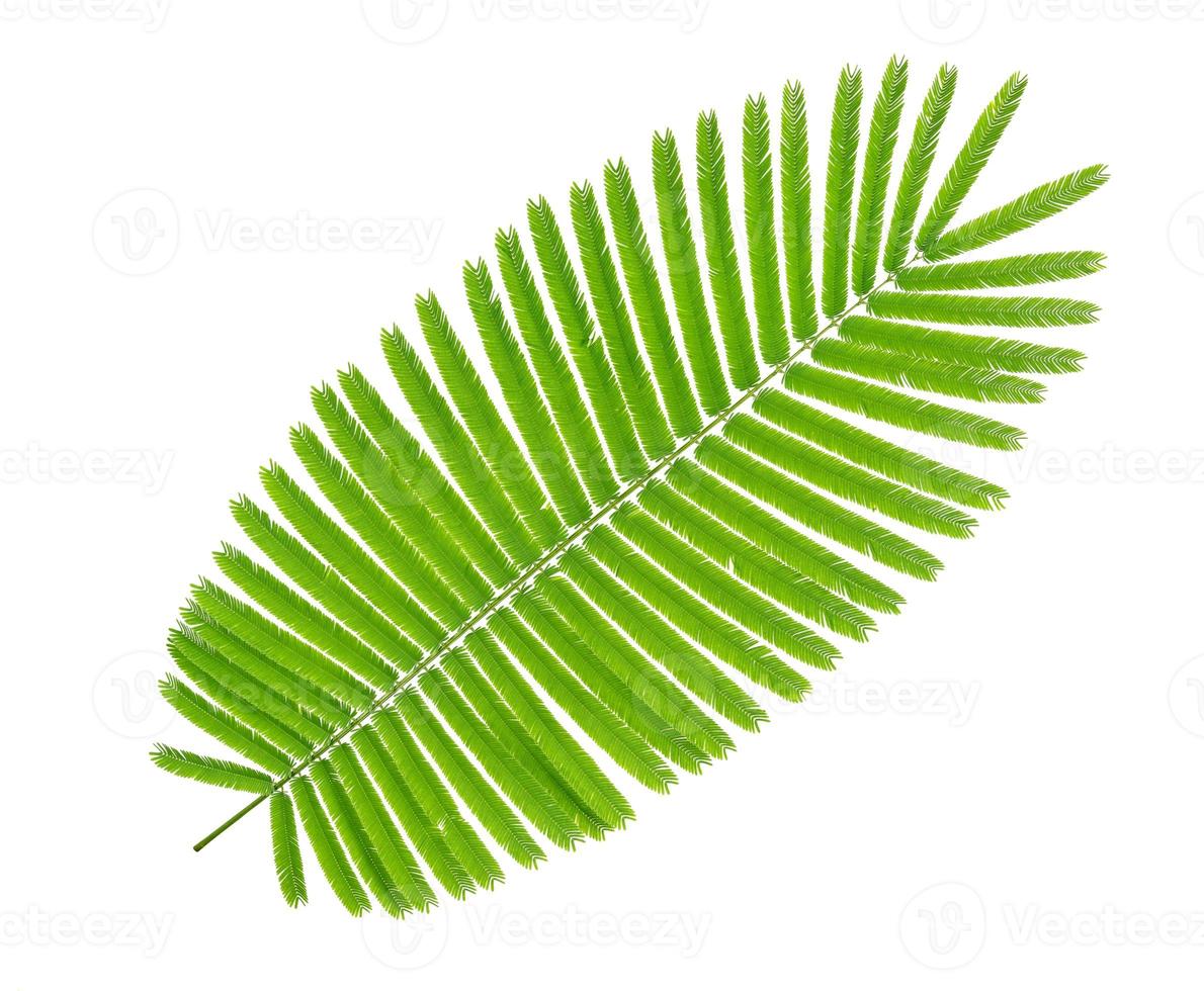 Green leaves pattern,leaf Climbing Wattle tree isolated on white background photo