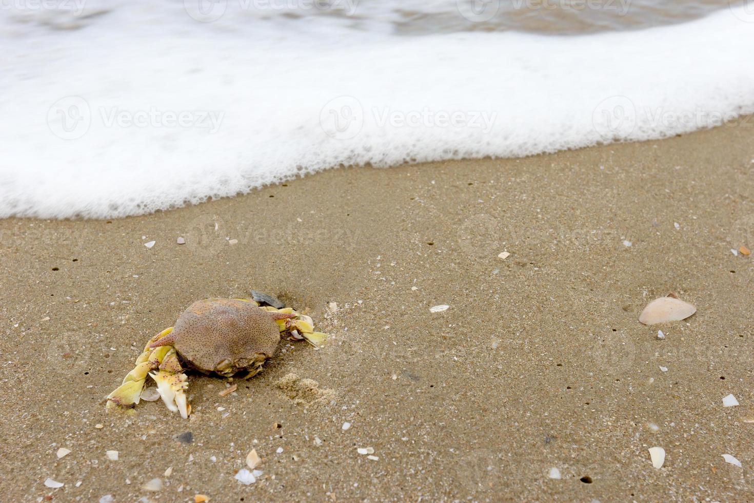 cangrejo de la muerte en la arena de la playa foto
